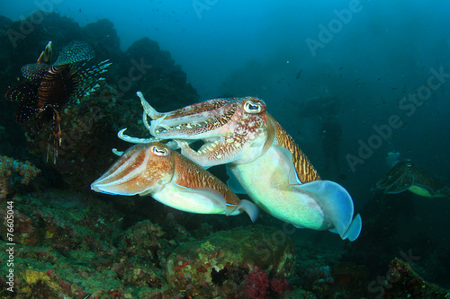 Pair of Cuttlefish mating