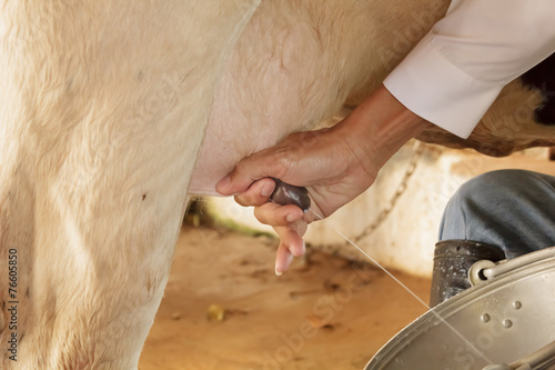 Workers are milking the cows by hand.