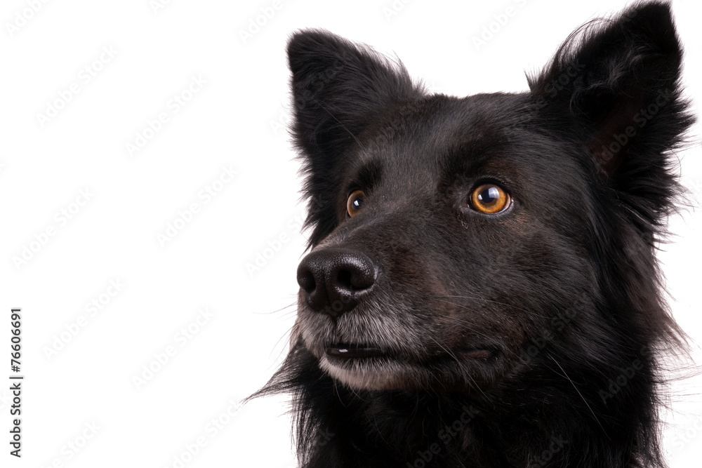 Black dog Black dog