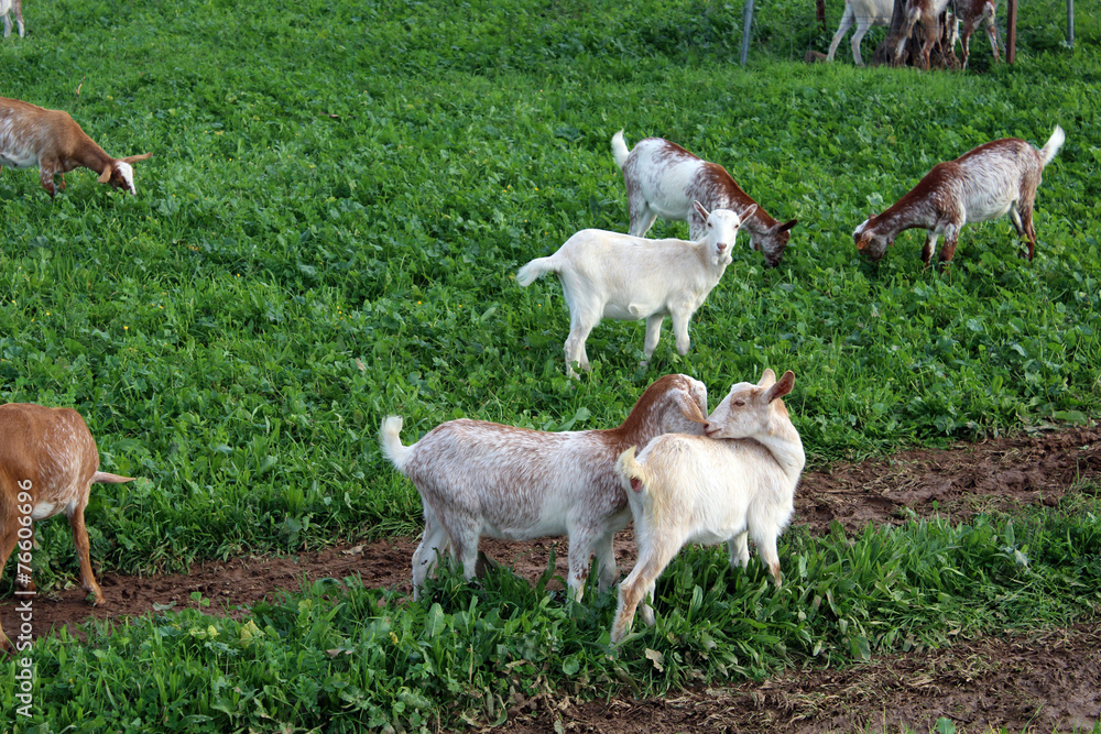 Many goats Many goats