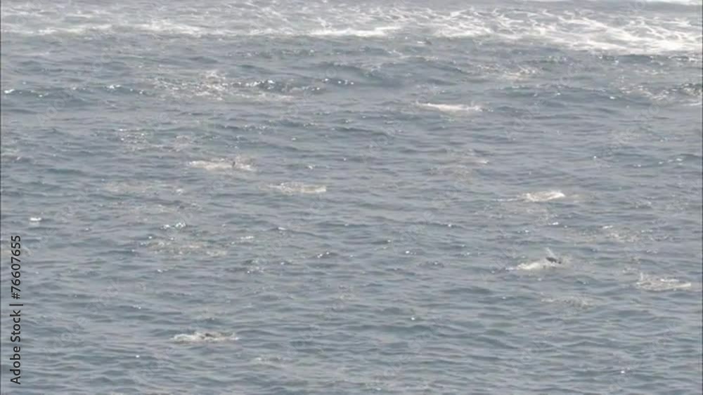 Pod Dolphins Ocean Pod Dolphins Ocean