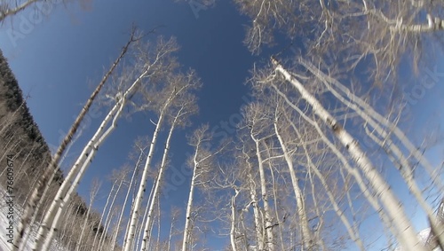 Wallpaper Mural Snow Aspen Colorado Snowmobiles Torontodigital.ca