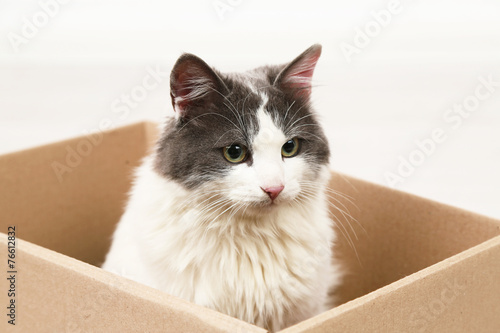 Cute cat sitting in cardboard box