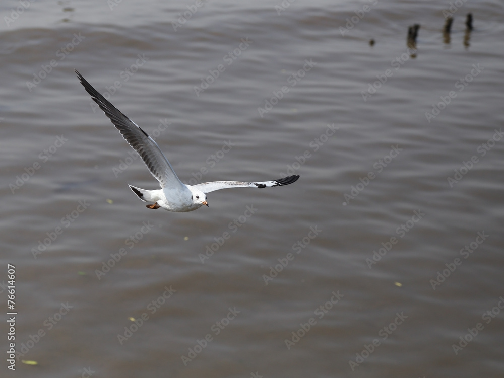 Fototapeta premium Seagull flying