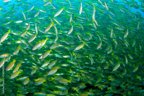 School of fish on coral reef underwater