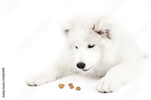 Friendly Samoyed dog lying with feed isolated on white
