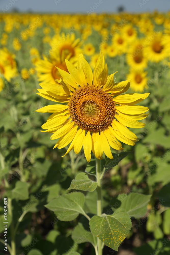 sunflower in field sunflower in field