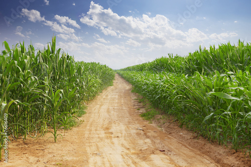 Photo skyline and corn field