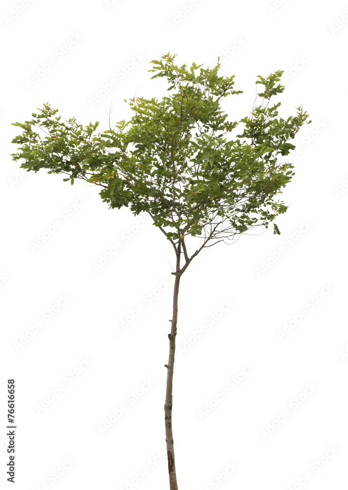 Fototapeta premium isolated tree