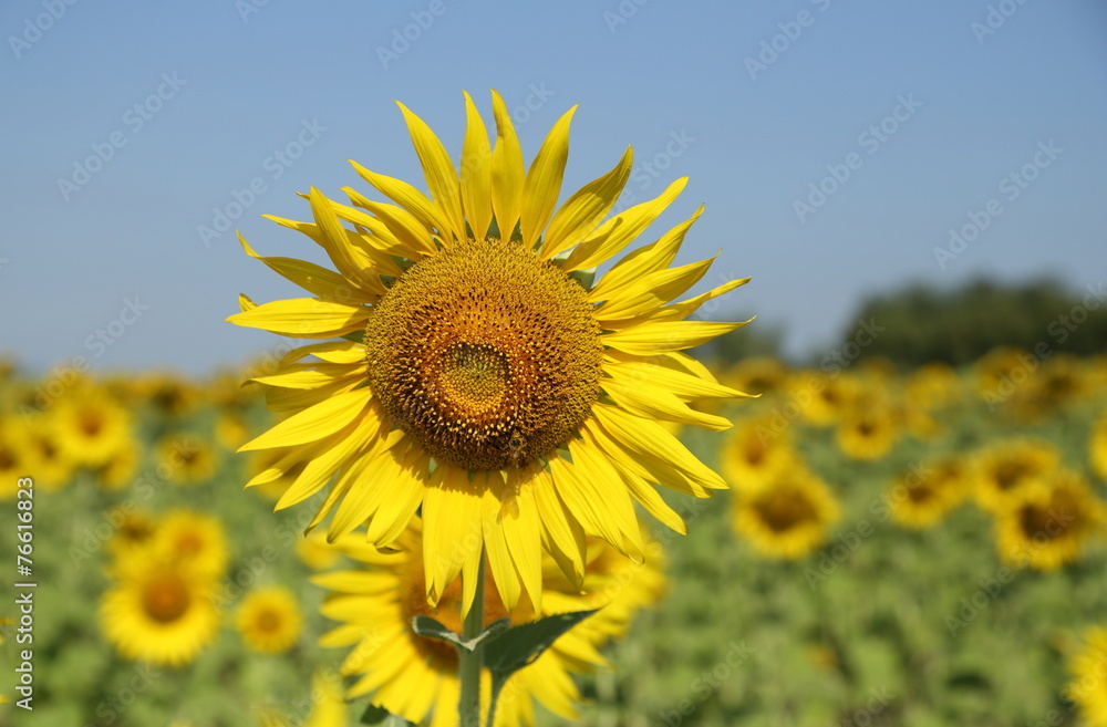sunflower in field sunflower in field
