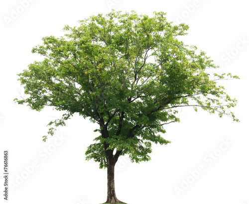 isolated tree photo
