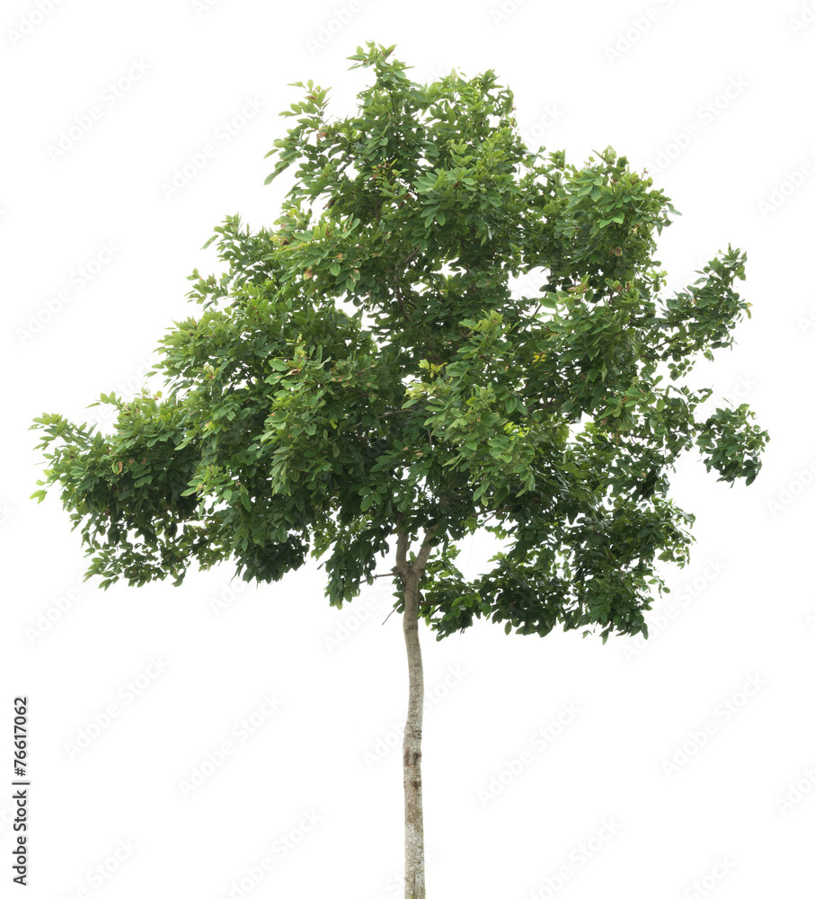 Fototapeta premium isolated tree