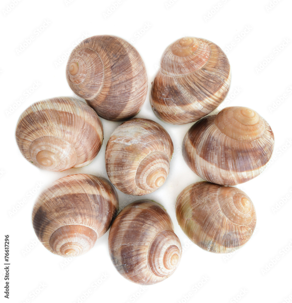 Snails isolated on white