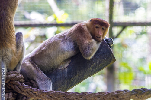 Proboscis monkey in the zoo of Kota Kinabalu, Malaysia. photo