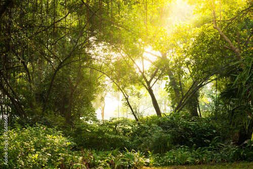 Autumn dawn in forest