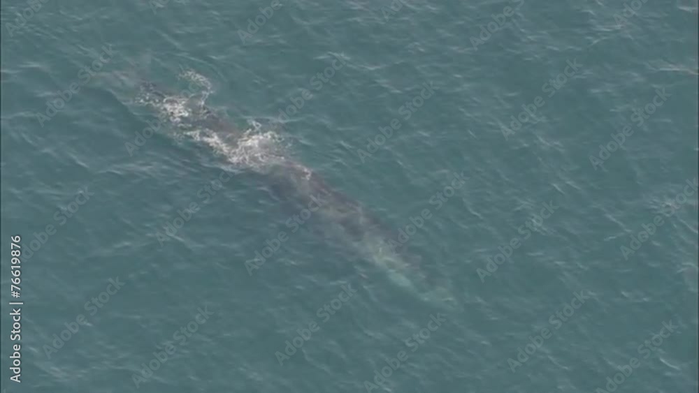 Whale Ocean Whale Ocean