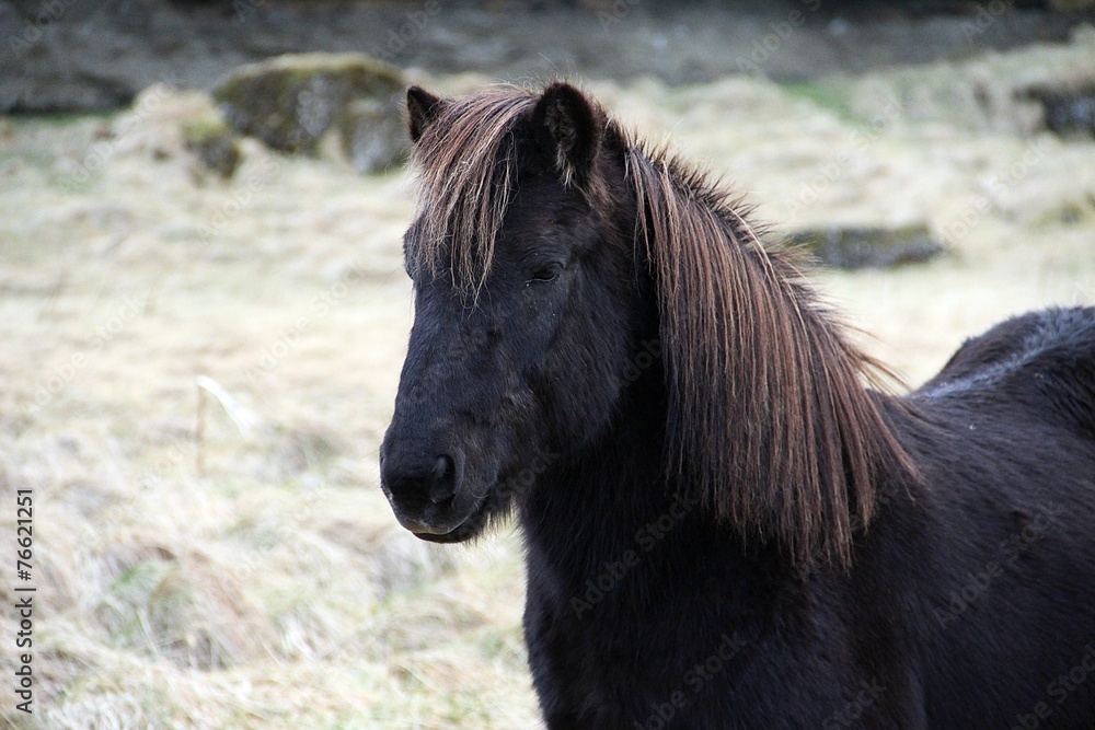 Fototapeta premium head of black Icelandic horse