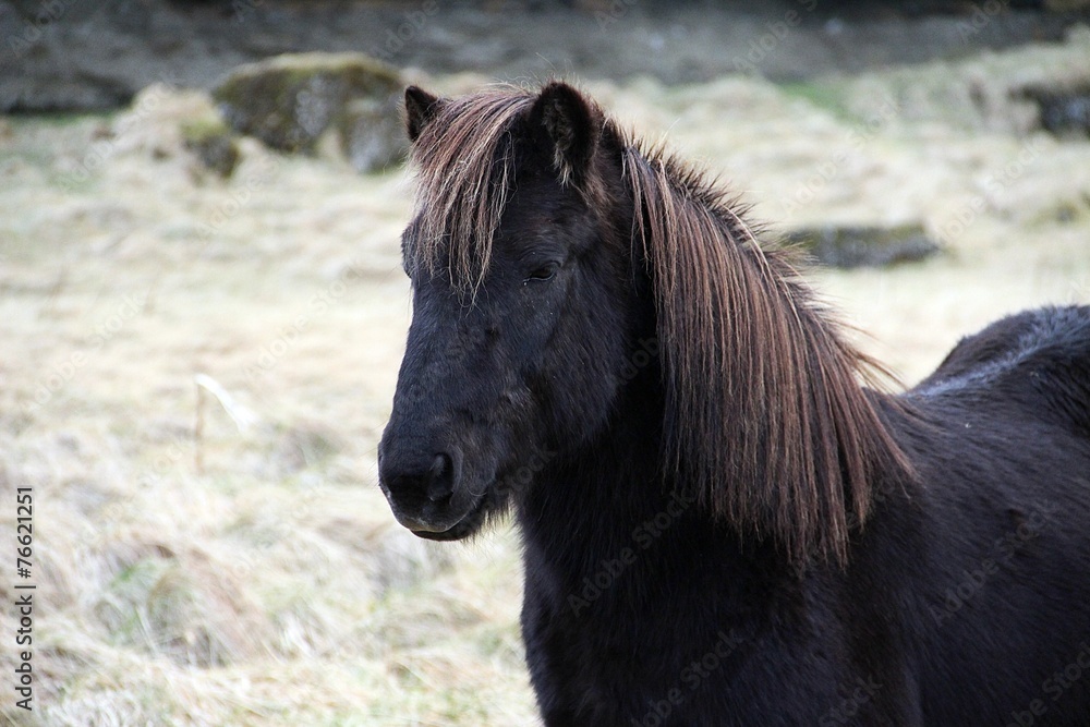 head of black Icelandic horse