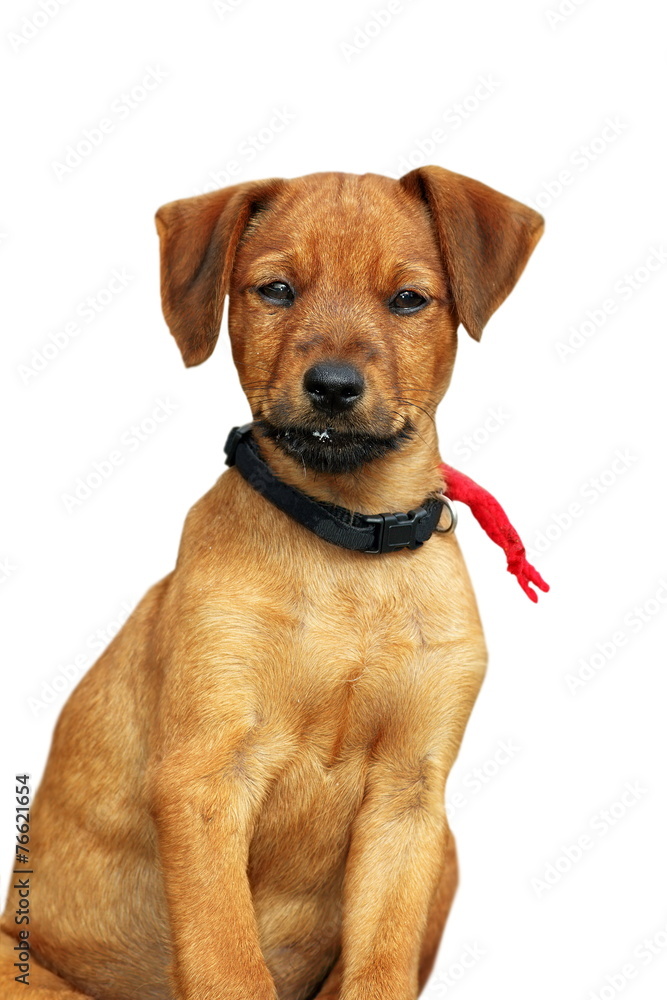 cute puppy standing over white background cute puppy standing over white background
