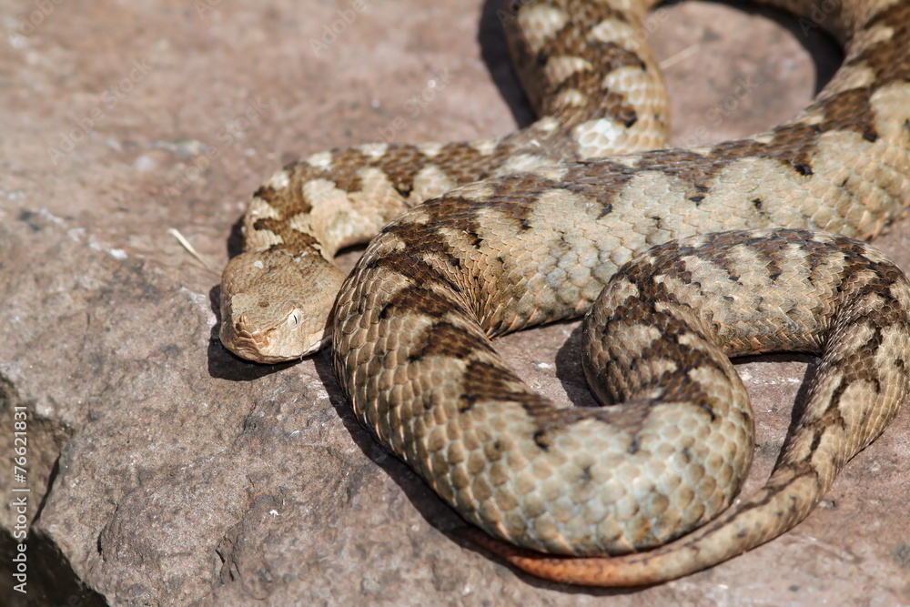 large ammodytes female on a stone large ammodytes female on a stone