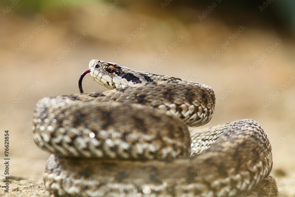 meadow viper ready to strike meadow viper ready to strike