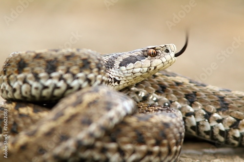 ursinii viper closeup
