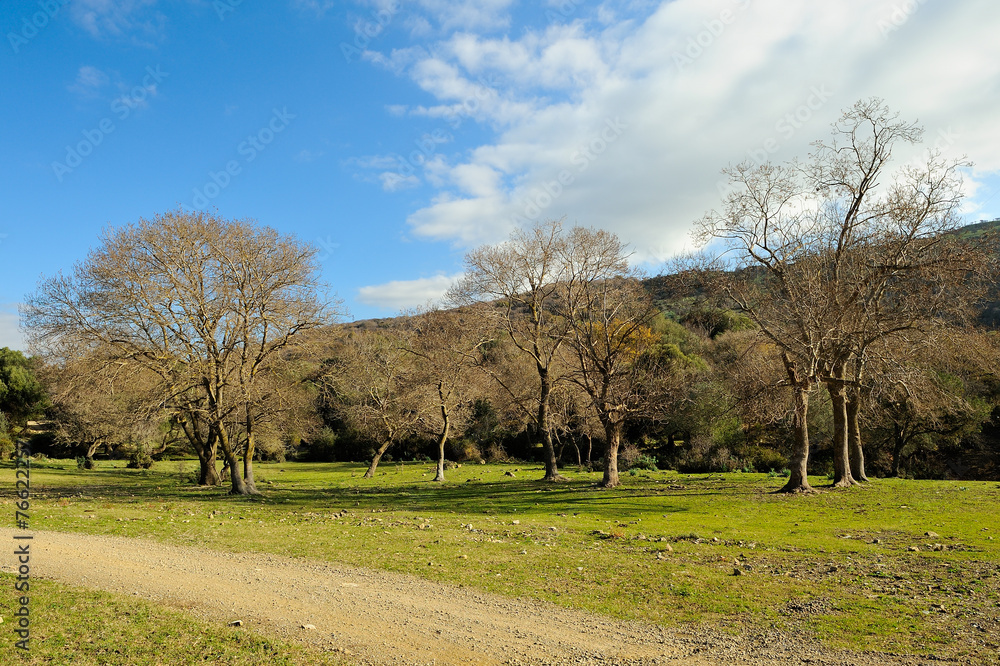 Obraz premium woods and sky