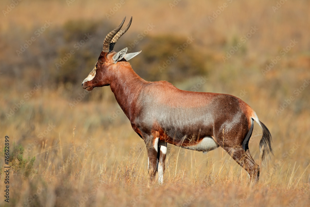 Fototapeta premium A blesbok antelope (Damaliscus pygargus)