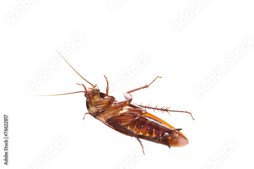 cockroach © prajit48