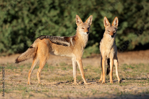 A pair of black-backed jackals, Kalahari