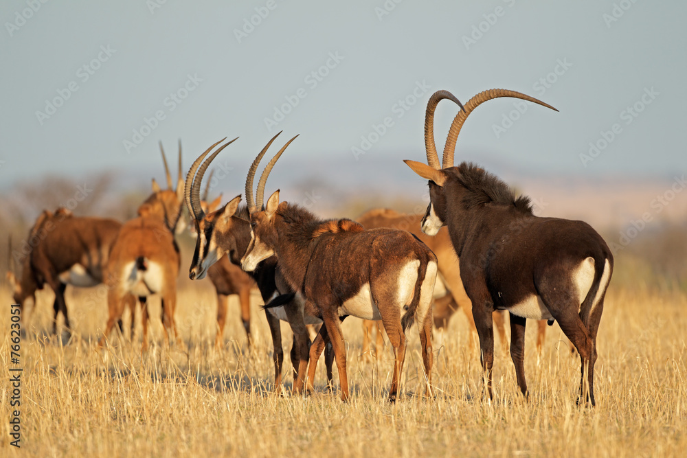 Fototapeta premium Small herd of sable antelopes