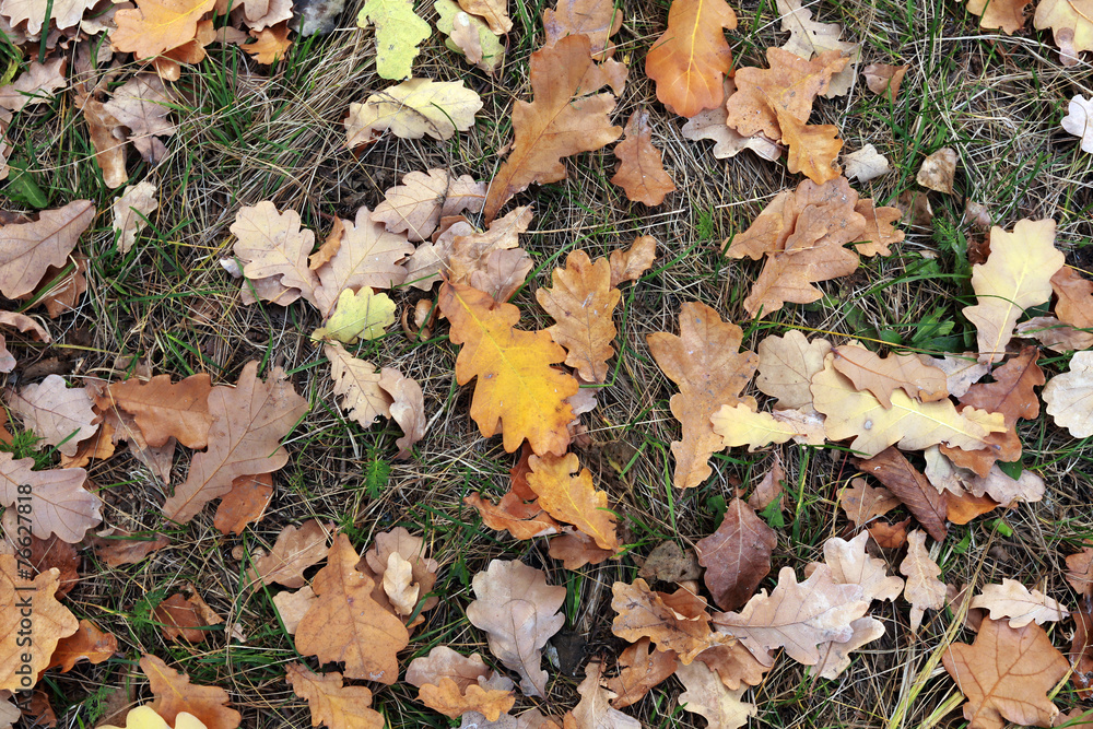 fallen leaves fallen leaves