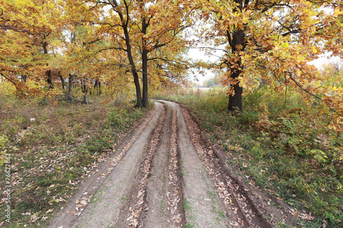 forest road