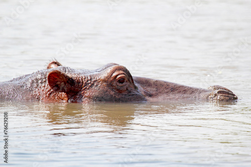 Hippo swimming in a lake