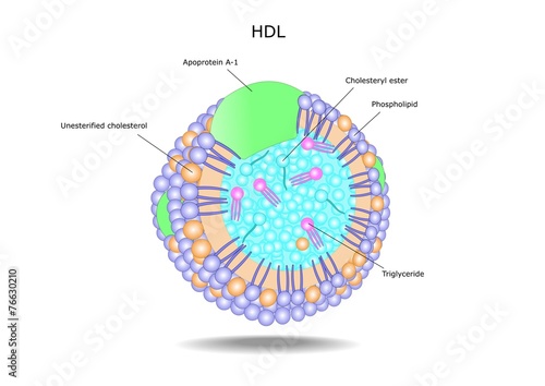 struttura di una lipoproteina, la HDL, il colesterolo buono
