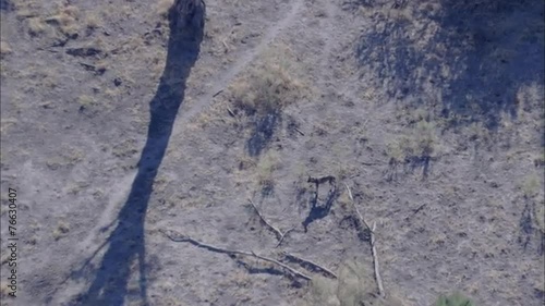 Wallpaper Mural Wild Dogs Torontodigital.ca