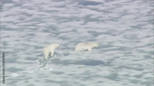 Two Polar Bears Arctic Tundra