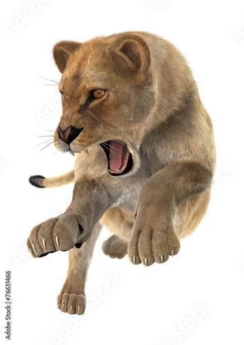 Fototapeta Naklejka Na Ścianę i Meble -  Hunting Lioness