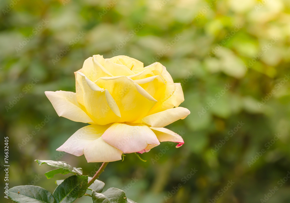 beautiful yellow rose in a garden beautiful yellow rose in a garden