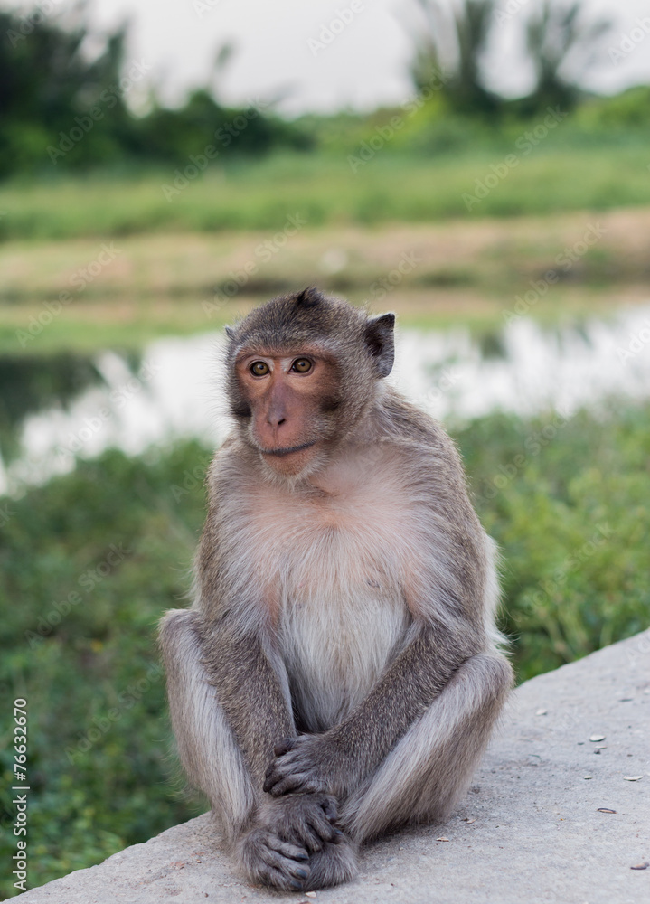 Naklejka premium monkey