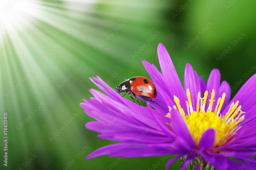 Fototapeta premium Ladybug