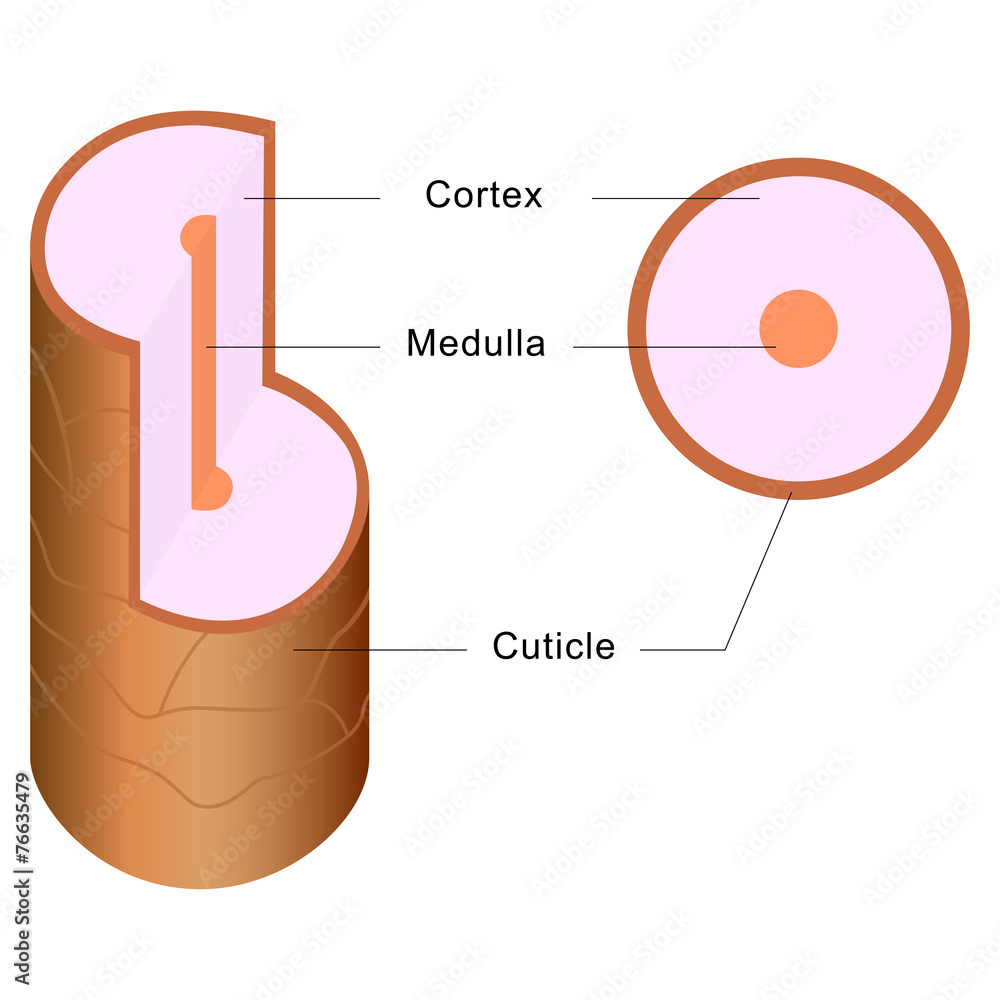 Structure of Hair