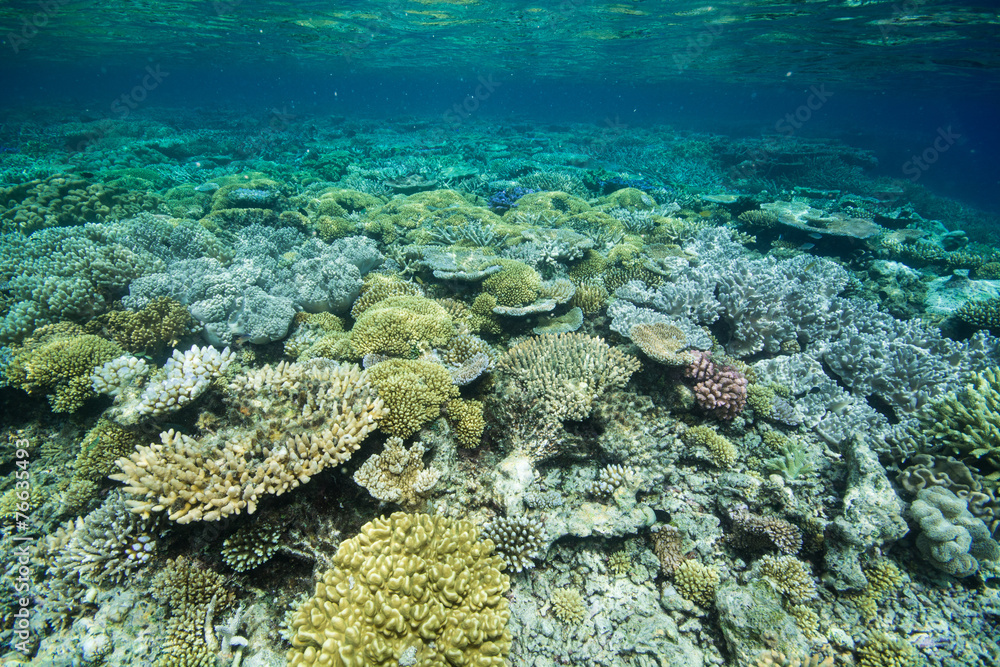 Naklejka premium サンゴ礁のお花畑
