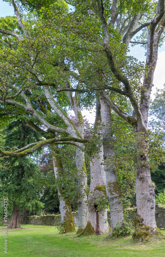 Fototapeta premium Row of Trees in Palace Gardens