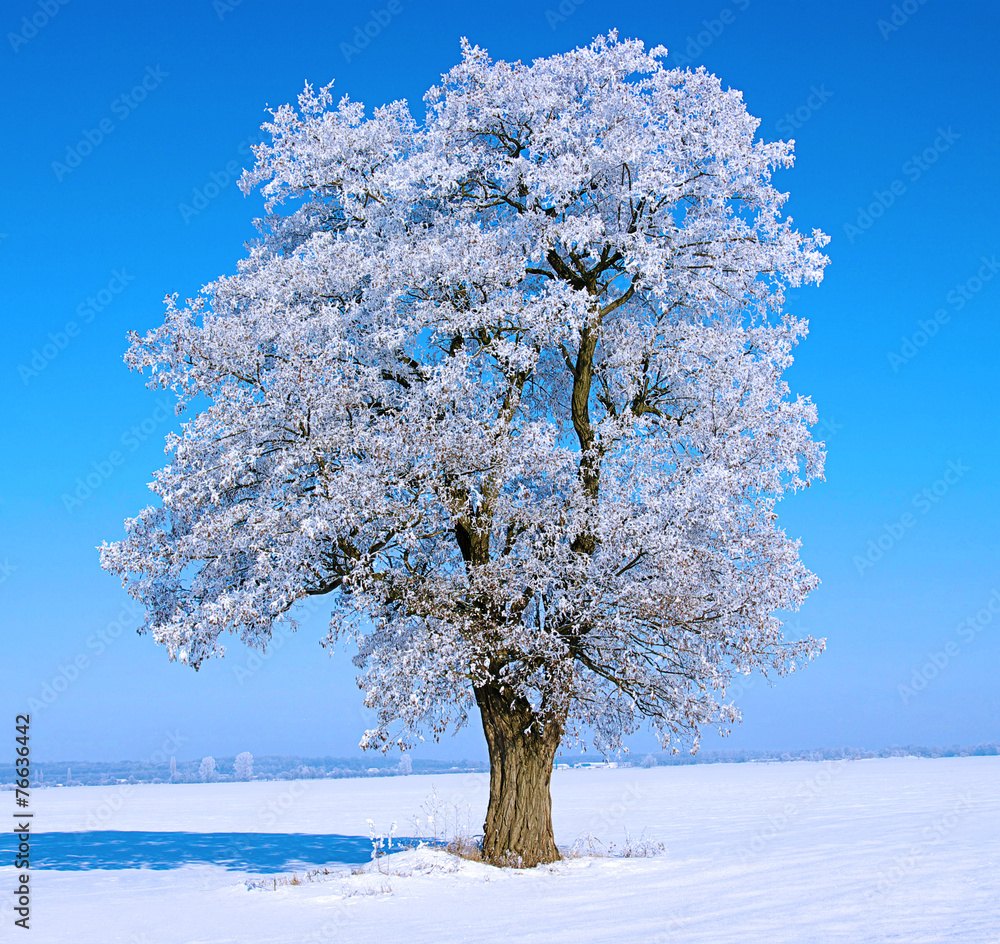 Naklejka premium Frosted trees