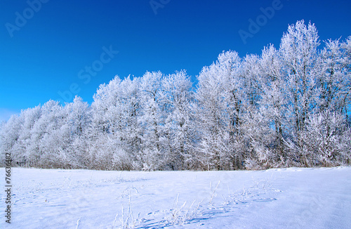 Frosted trees © Alekss