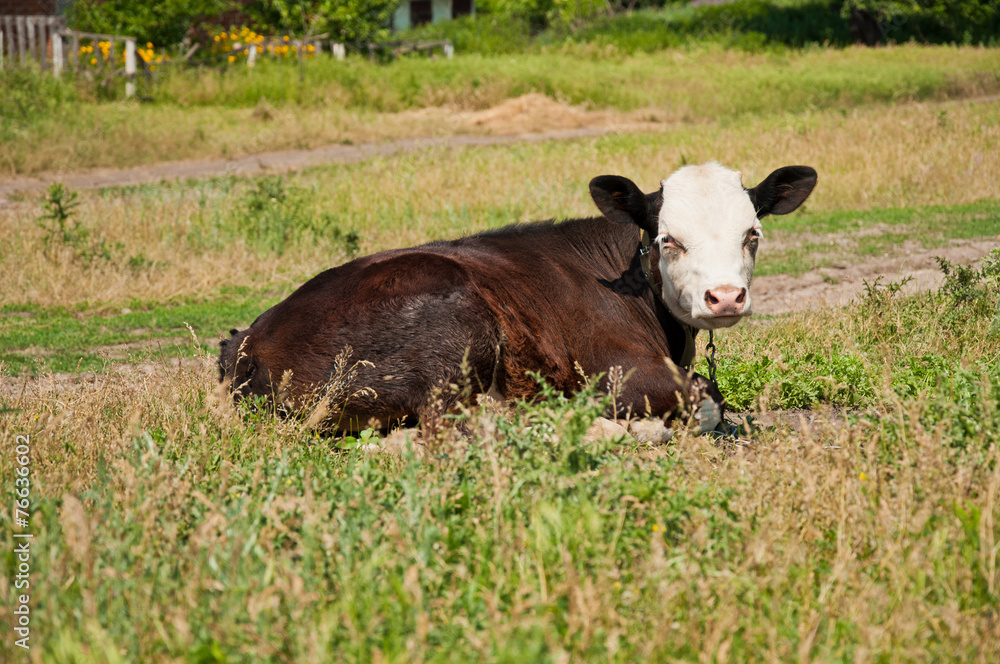 Fototapeta premium Cow on the grass