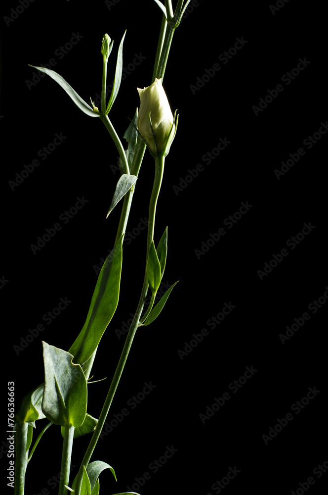 Obraz premium bud of Eustoma-flower