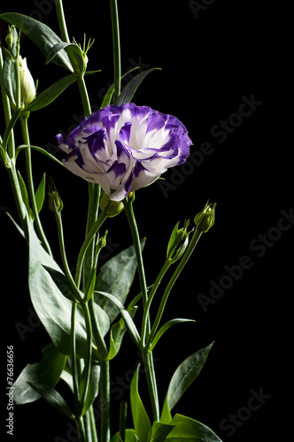 Eustoma