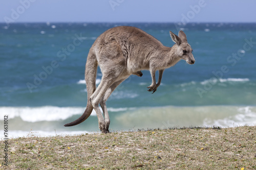 Cuadro en lienzo Jumping  Red Kangaroo on the beach,  Australia
